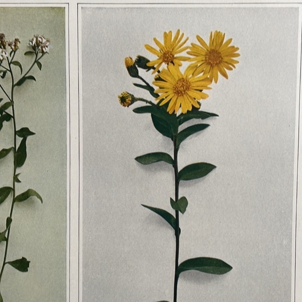 🌹FREE w/purchase Antique Botanical Plant Print Original 100 years old